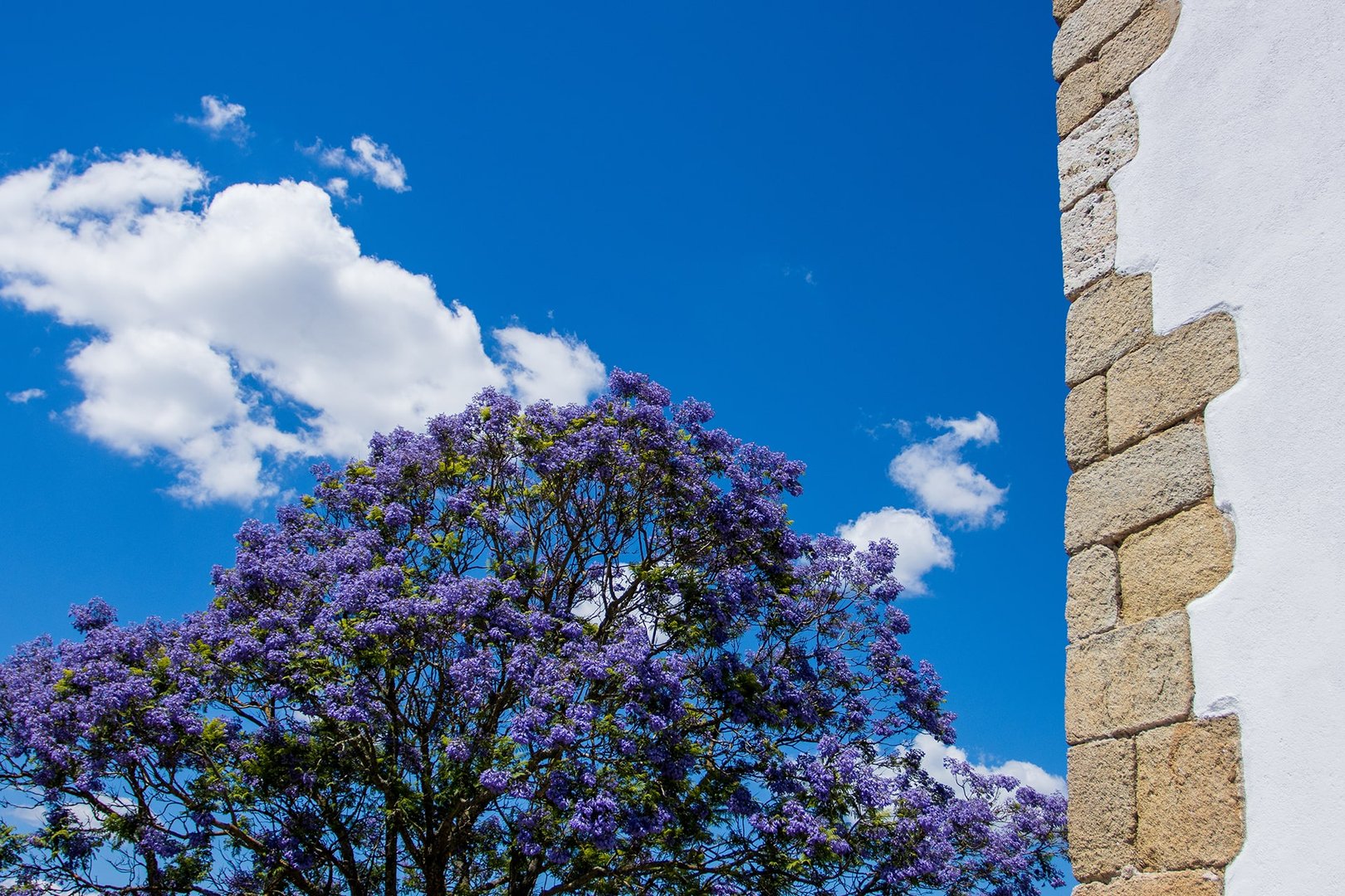 Árbol exótico en plena floración. De este árbol se obtiene la madera llamada "granadillo negro"