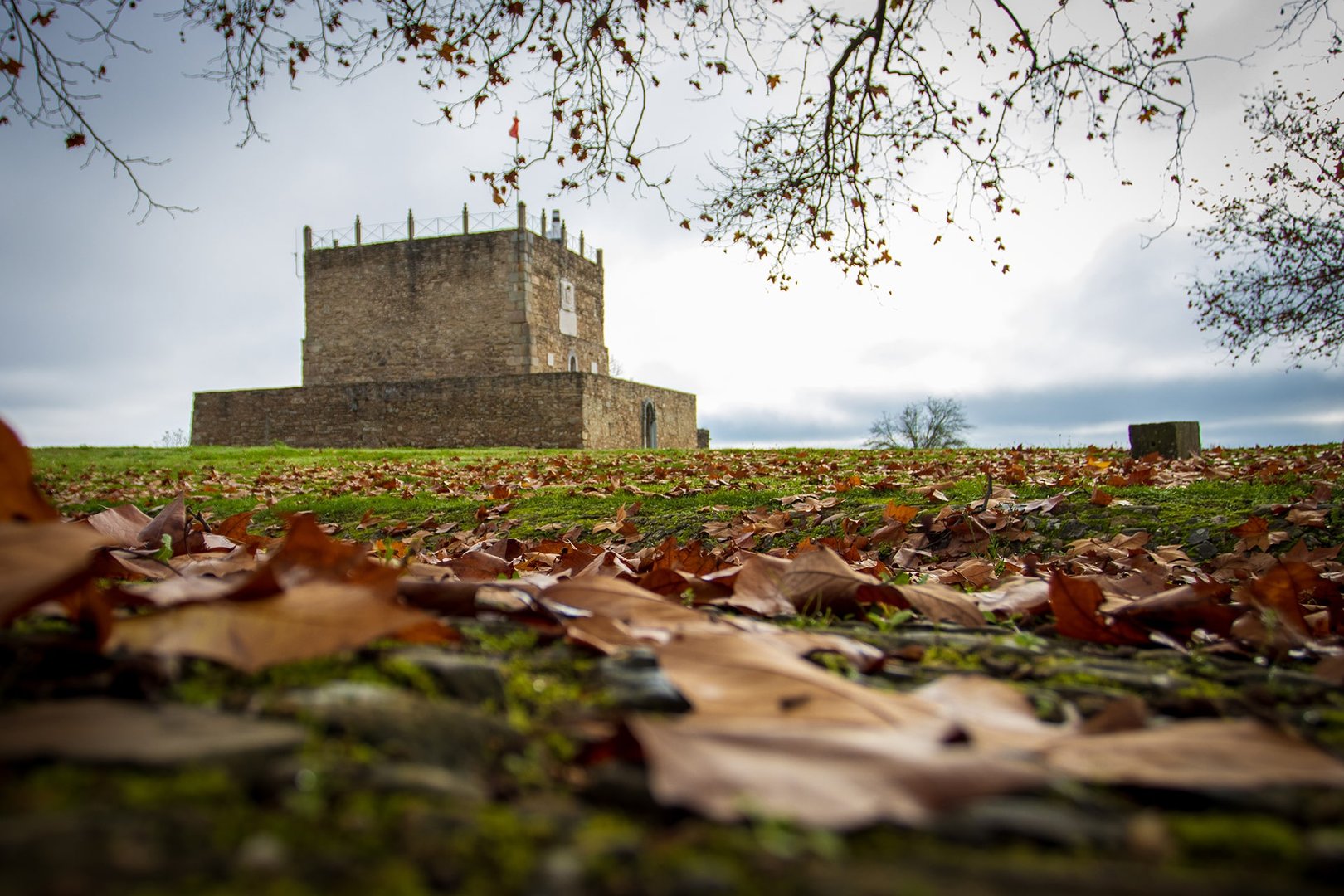 Les feuilles du platane apportent plus de vie