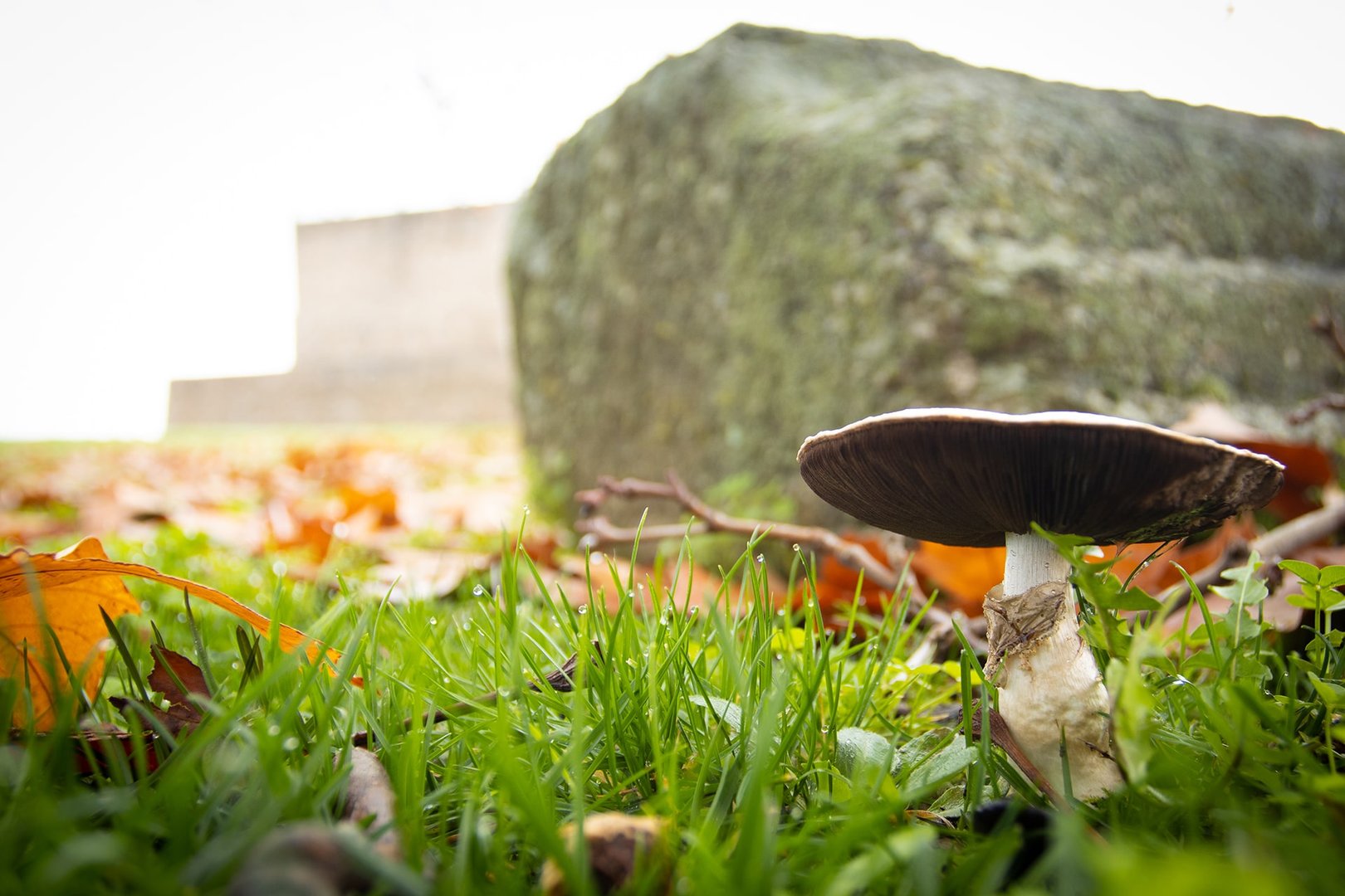 Espécimen de una de las especies de fondo no comestible identificadas en el espacio intramuros