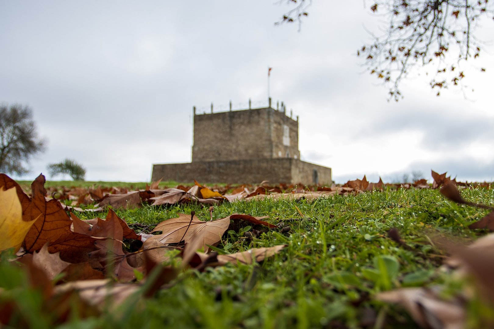 Zona ajardinada junto al gran plátano